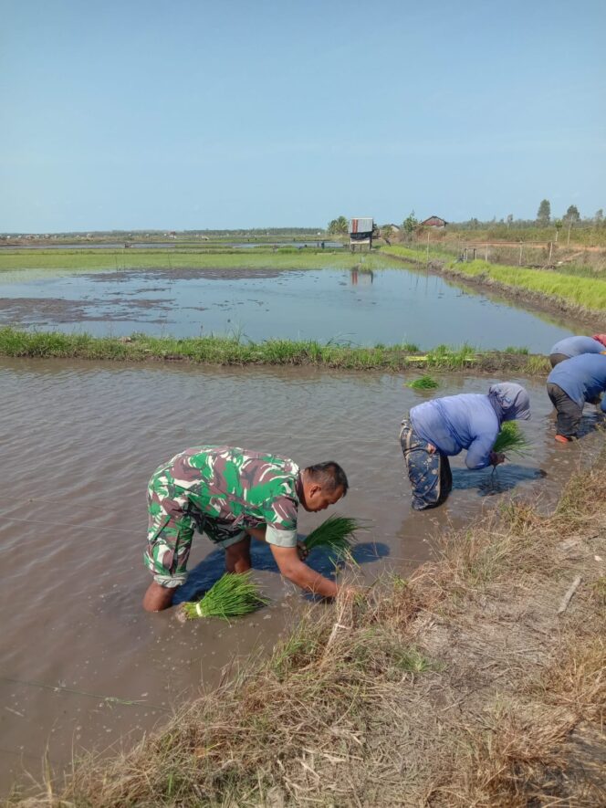 
 Bainsa Koramil 432-01/Toboali Kodim Bangka Selatan, Serda Susanto turun langsung membantu petani di desa Pergam Kecamatan Airgegas menanam padi guna mendukung ketahanan pangan, Kamis 11 Januari 2024. (Foto: istimewa)