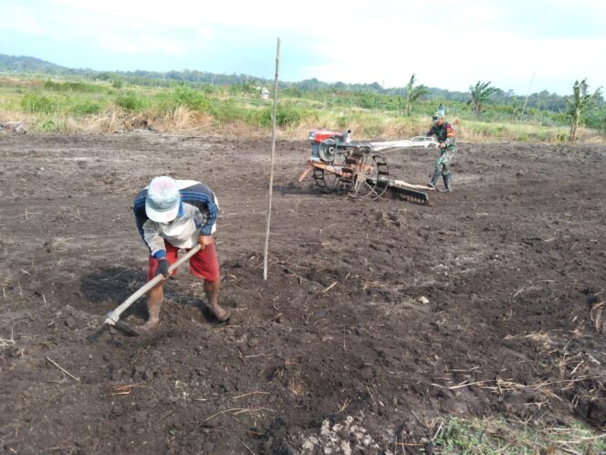 
 Babinsa Koramil Lepar Kodim Bangka Selatan, Sertu Agus Wiyono membantu petani di desa binaan membajak sawah, Kamis 11 Januari 2024. (Foto: istimewa)