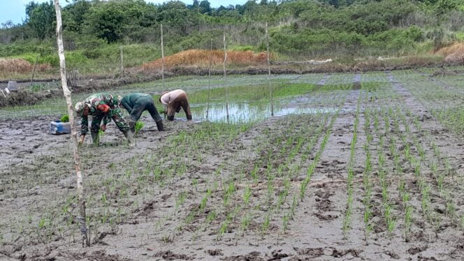 
 Babinsa Koramil 432-03/Lepar, Serda Masruliyanto turun langsung ke sawah memberikan pendampingan dan membantu petani di desa binaan menanam padi, Sabtu 20 Januari 2024. (Foto: istimewa)