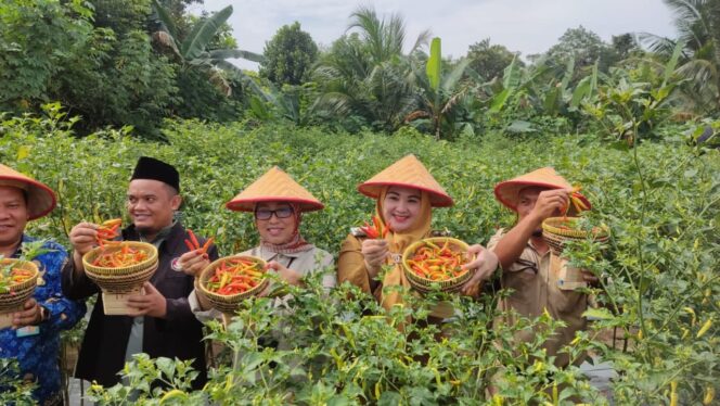 
 Panen Cabe Binaan Bank Indonesia, Wabup Debby: Upaya Bank Indonesia dalam Menekan Inflasi