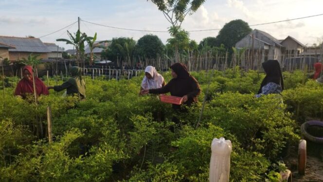 
 Bupati Bangka Selatan Ajak Masyarakat Manfaatkan Pekarangan Rumah untuk Bercocok Tanam