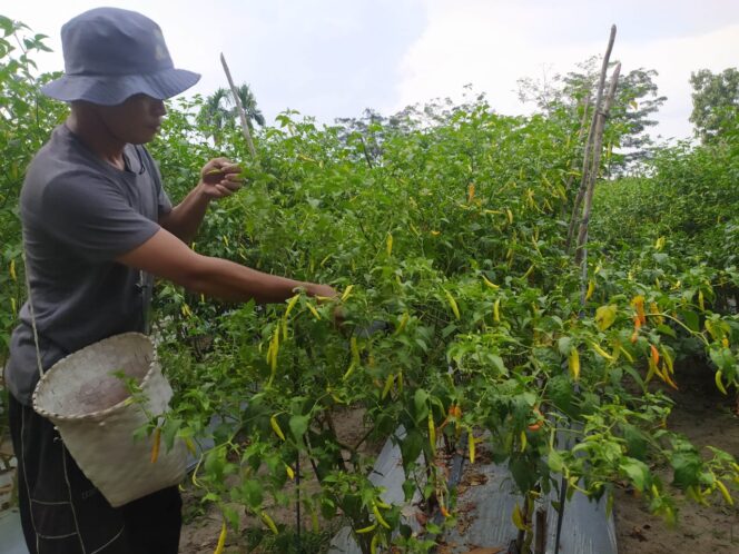 
 Petani Minta Dukungan Pemerintah Kabupaten Bangka Selatan dalam Pengembangan Cabai Rawit