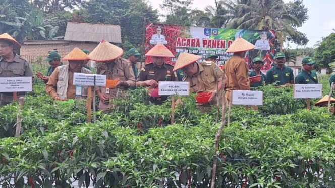 
 Panen Cabai di BPP Toboali, Pjs Bupati: Upaya Menekan Inflasi di Bangka Selatan