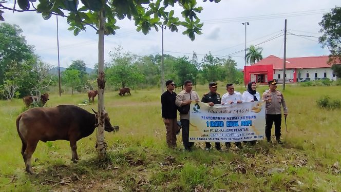 
 Bupati Bangka Selatan Riza Herdavid didampingi Wakil Bupati Debby Vita Dewi menerima hewan kurban dari mitra kerja di daerah tersebut, Rabu 4 Juni 2025. (Foto: babeltimes.co/Diyan)