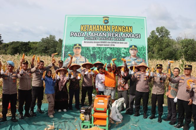 
 Polres Bangka Barat panen jagung di lahan reklamasi guna mendukung ketahanan pangan nasional, Kamis pagi 12 Februari 2026. (Foto: babeltimes.co/Ho-Humas Polres Babar)