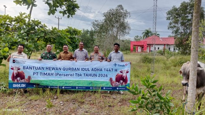 
 Bupati Bangka Selatan Riza Herdavid menyalurkan hewan kurban bantuan CSR dari perusahaan kepada masyarakat, Senin 25 Mei 2026. (Foto: babeltimes.co/Arif)